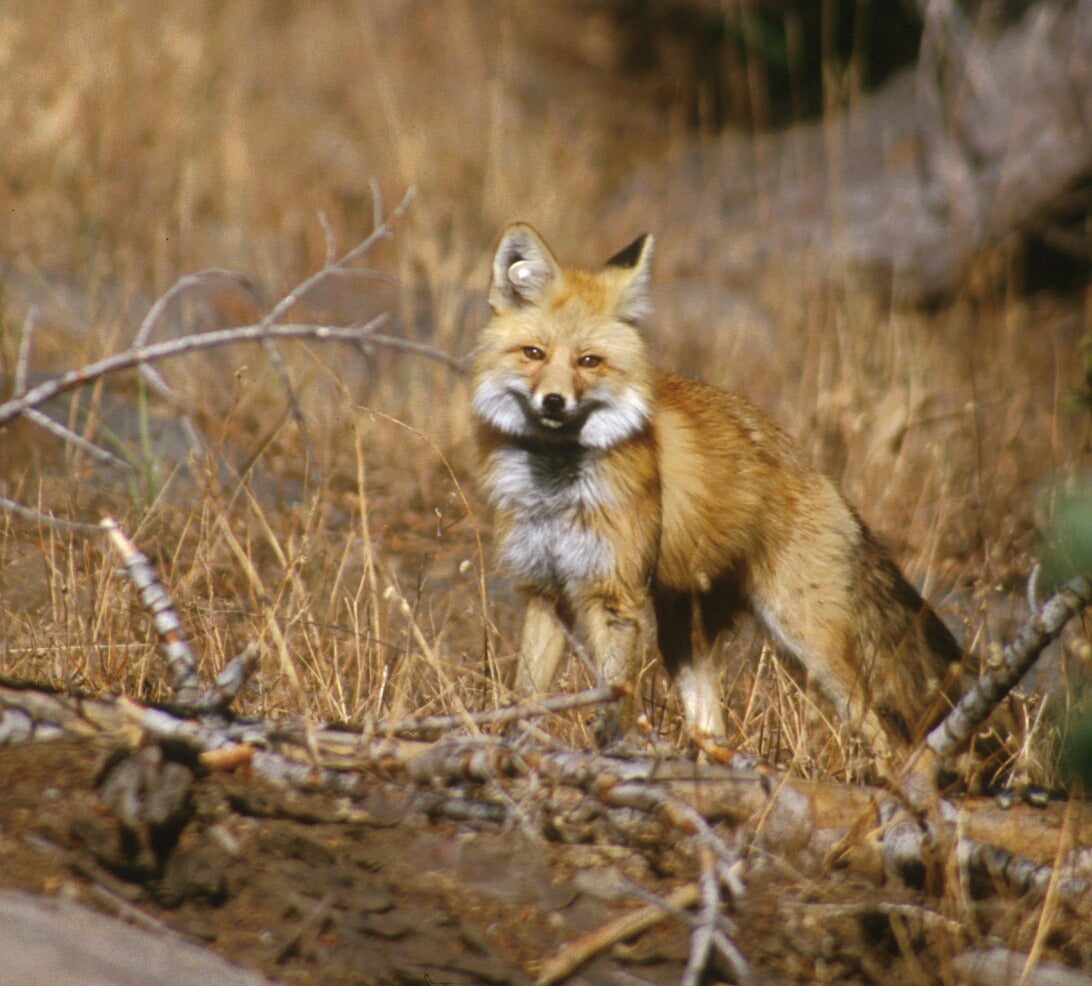 Oregon Kit Fox Mammalian Ecology And Conservation Unit